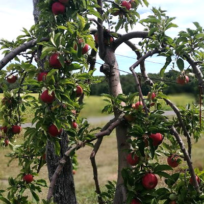 Pommes dans les vergers de la Manse en Touraine